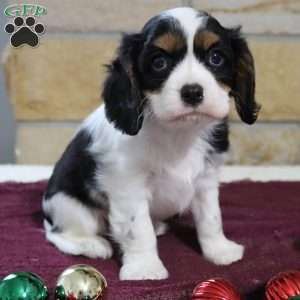 Mickey, Cavalier King Charles Spaniel Puppy