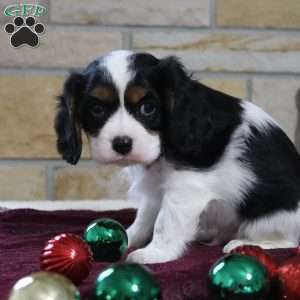 Mickey, Cavalier King Charles Spaniel Puppy