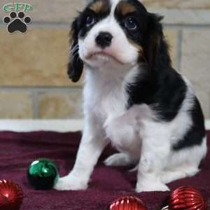 Mickey, Cavalier King Charles Spaniel Puppy