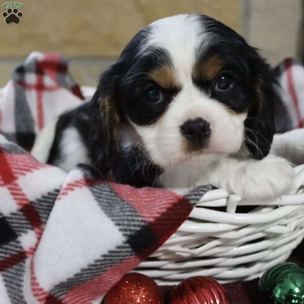 missy, Cavalier King Charles Spaniel Puppy