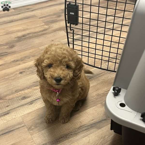 Bonnie, Goldendoodle Puppy