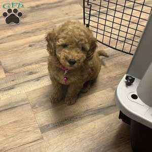 Bonnie, Goldendoodle Puppy