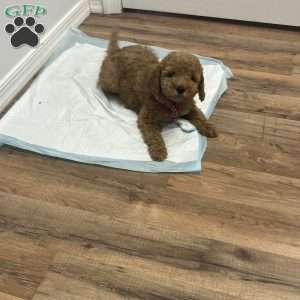 Bonnie, Goldendoodle Puppy