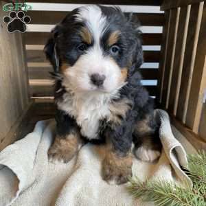 Sophie, Bernese Mountain Dog Puppy