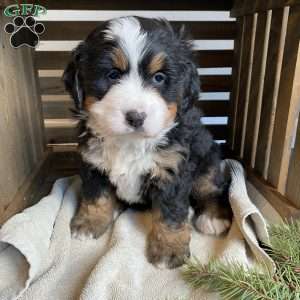 Sophie, Bernese Mountain Dog Puppy