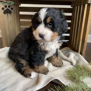 Sophie, Bernese Mountain Dog Puppy