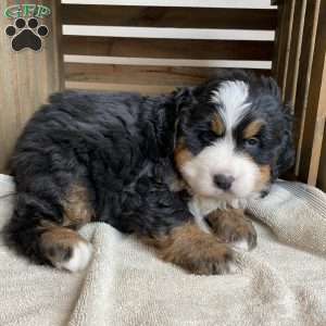 Sophie, Bernese Mountain Dog Puppy