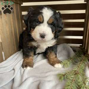 Lily, Bernese Mountain Dog Puppy