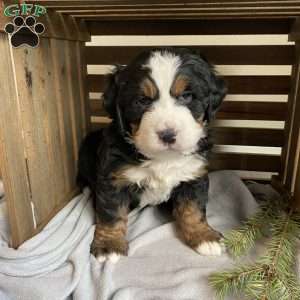 Lily, Bernese Mountain Dog Puppy