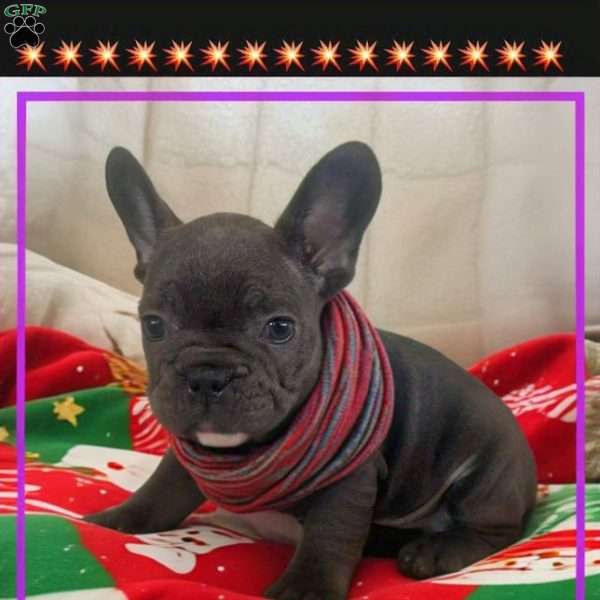 Joseph, French Bulldog Puppy