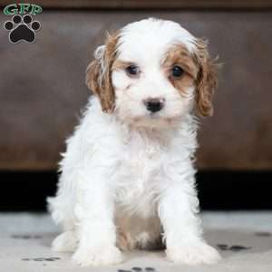 Johnny, Cavapoo Puppy