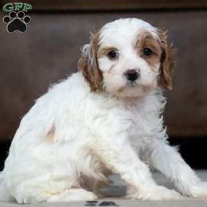 Johnny, Cavapoo Puppy