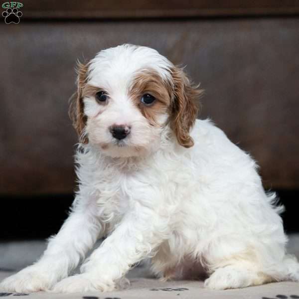 Johnny, Cavapoo Puppy