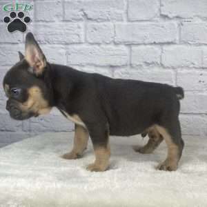 Deisel, French Bulldog Puppy