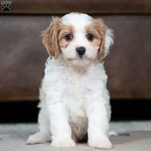 Josh, Cavapoo Puppy