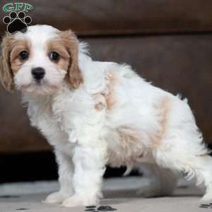 Josh, Cavapoo Puppy