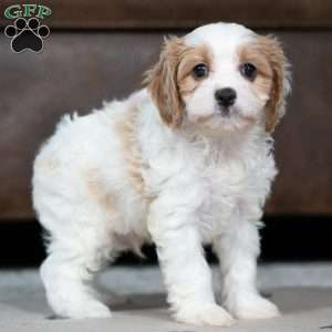 Josh, Cavapoo Puppy