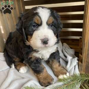 Lily, Bernese Mountain Dog Puppy