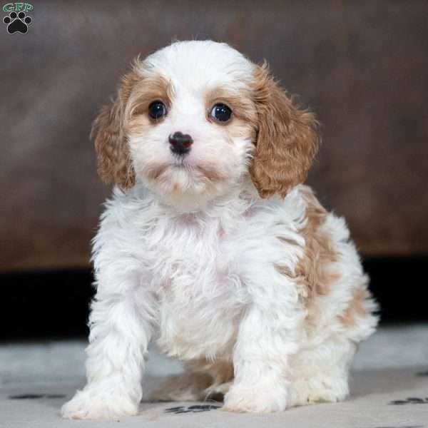 Joey, Cavapoo Puppy