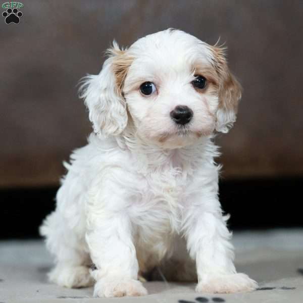 Ronald, Cavapoo Puppy