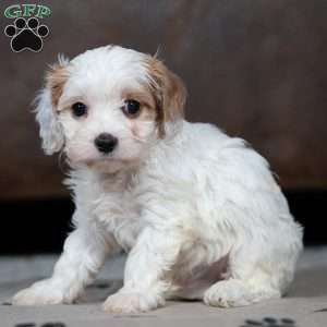 Ronald, Cavapoo Puppy