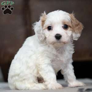 Ronald, Cavapoo Puppy