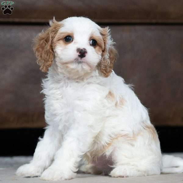 Leo, Cavapoo Puppy