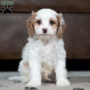 Leo, Cavapoo Puppy