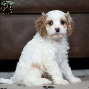 Leo, Cavapoo Puppy