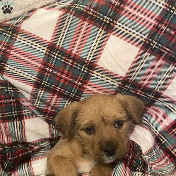 Ginger, Lhasa Apso Mix Puppy