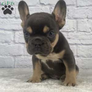 Deisel, French Bulldog Puppy