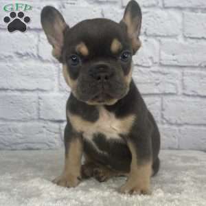 Deisel, French Bulldog Puppy