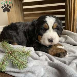 Lily, Bernese Mountain Dog Puppy