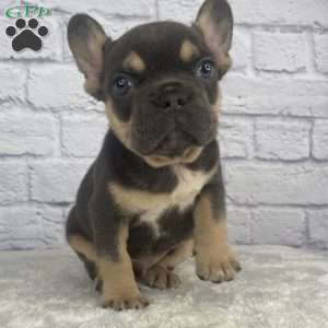 Deisel, French Bulldog Puppy