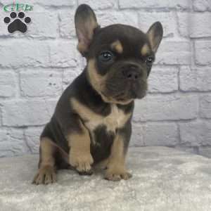 Deisel, French Bulldog Puppy