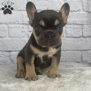 Deisel, French Bulldog Puppy