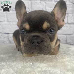 Deisel, French Bulldog Puppy