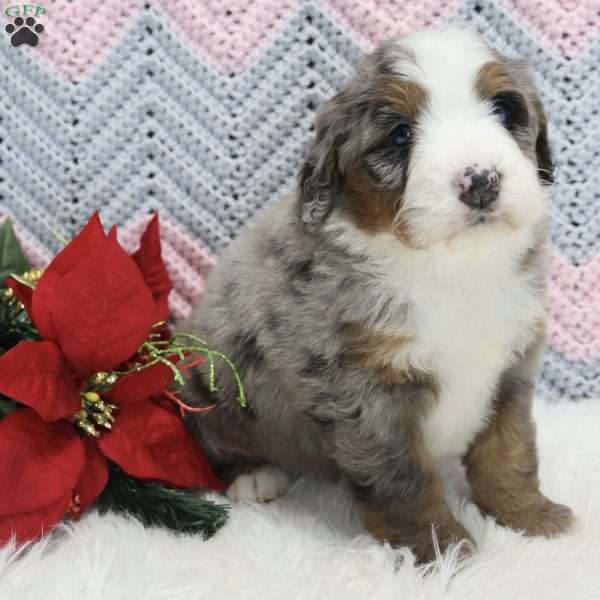 Halo, Mini Bernedoodle Puppy