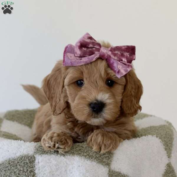 Caramel, Mini Goldendoodle Puppy