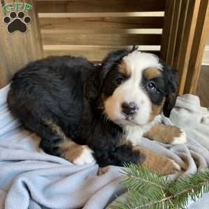 Avery, Bernese Mountain Dog Puppy