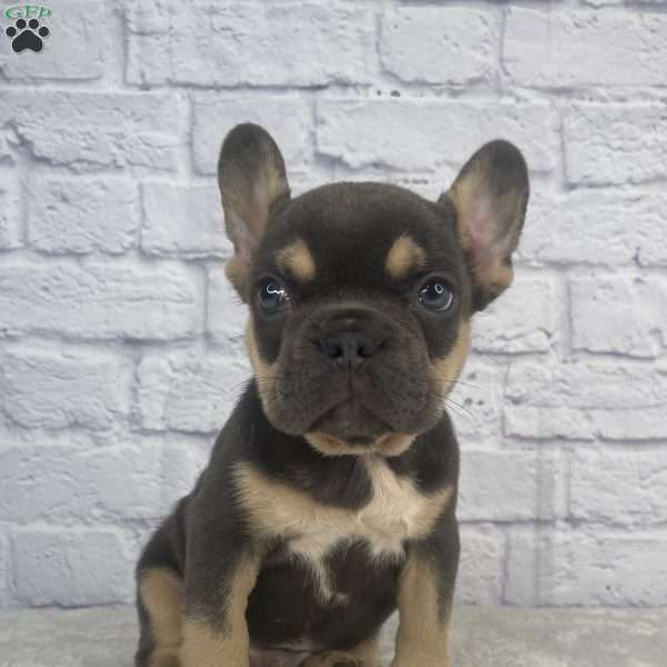 Deisel, French Bulldog Puppy