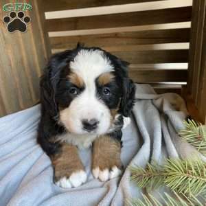 Avery, Bernese Mountain Dog Puppy