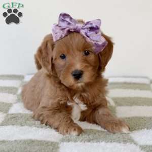 Cinnamon, Mini Goldendoodle Puppy