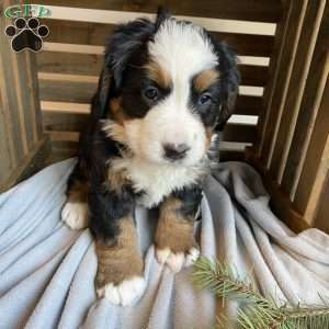 Avery, Bernese Mountain Dog Puppy