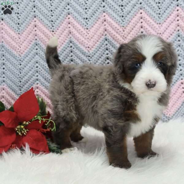 Arlo, Mini Bernedoodle Puppy