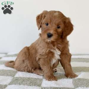 Cinnamon, Mini Goldendoodle Puppy