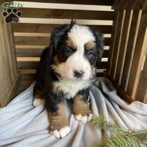 Avery, Bernese Mountain Dog Puppy