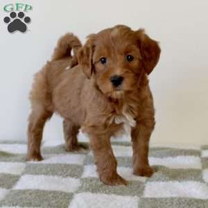 Cinnamon, Mini Goldendoodle Puppy