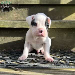 Neill, Boxer Puppy