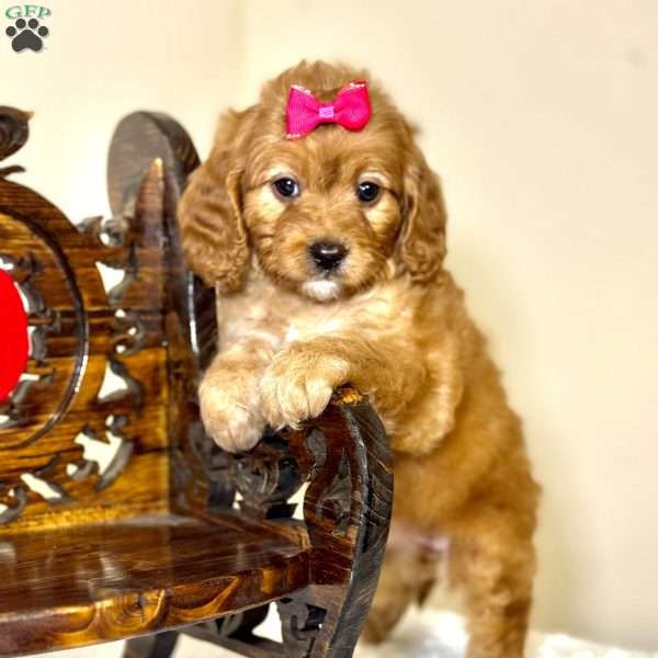 Noelle, Cavapoo Puppy